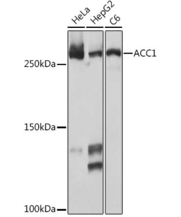 ACC1 Rabbit Monoclonal Antibody