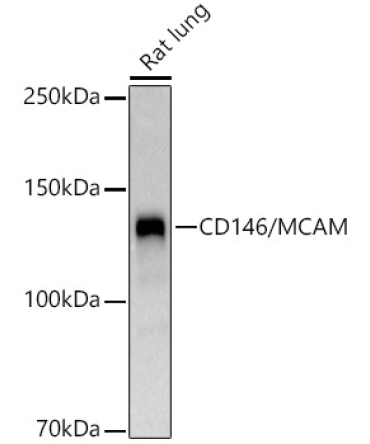 CD146/MCAM Rabbit Polyclonal Antibody