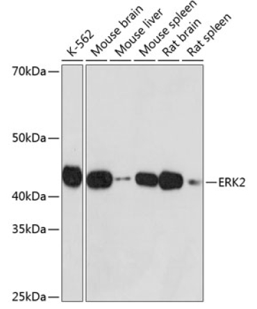 ERK2 Rabbit Monoclonal Antibody