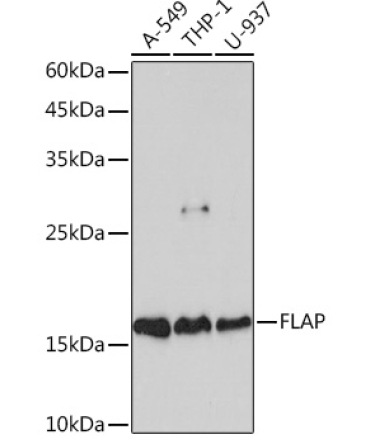 FLAP Rabbit Monoclonal Antibody