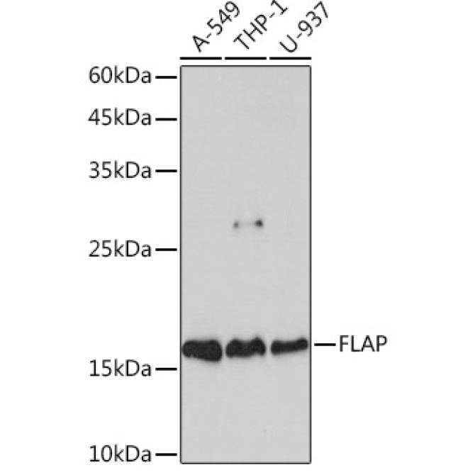 FLAP Rabbit Monoclonal Antibody