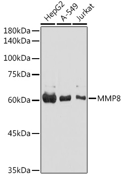 MMP8 Rabbit Polyclonal Antibody