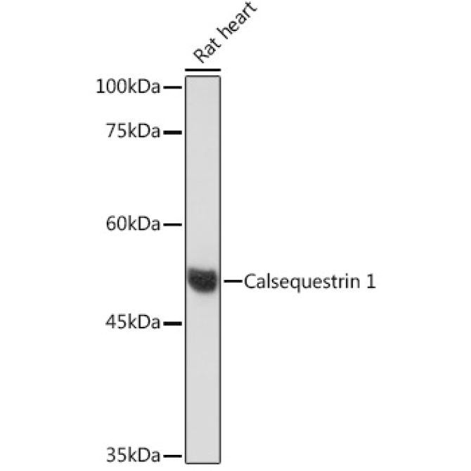 Calsequestrin 1 Rabbit Monoclonal Antibody