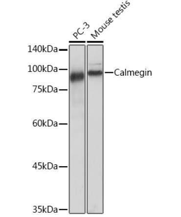 Calmegin Rabbit Monoclonal Antibody