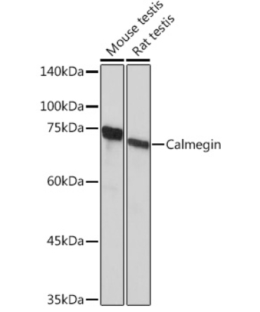 Calmegin Rabbit Monoclonal Antibody