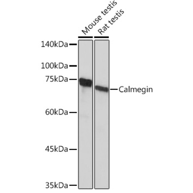 Calmegin Rabbit Monoclonal Antibody