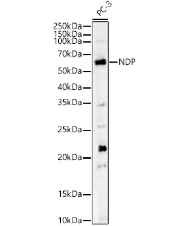 NDP Rabbit Polyclonal Antibody