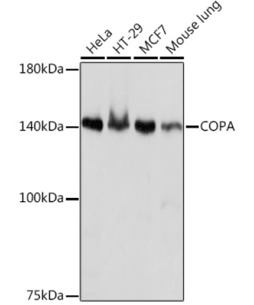 COPA Rabbit Monoclonal Antibody