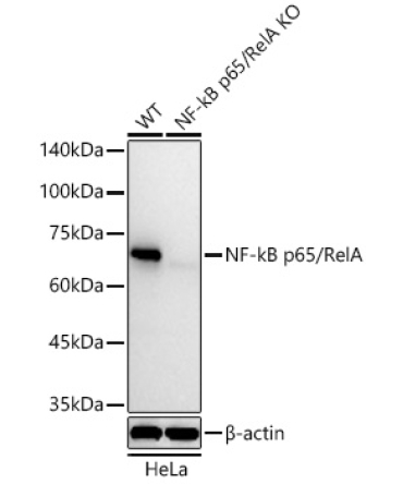 NF-kB p65/RelA Rabbit Monoclonal Antibody [KO Validated]
