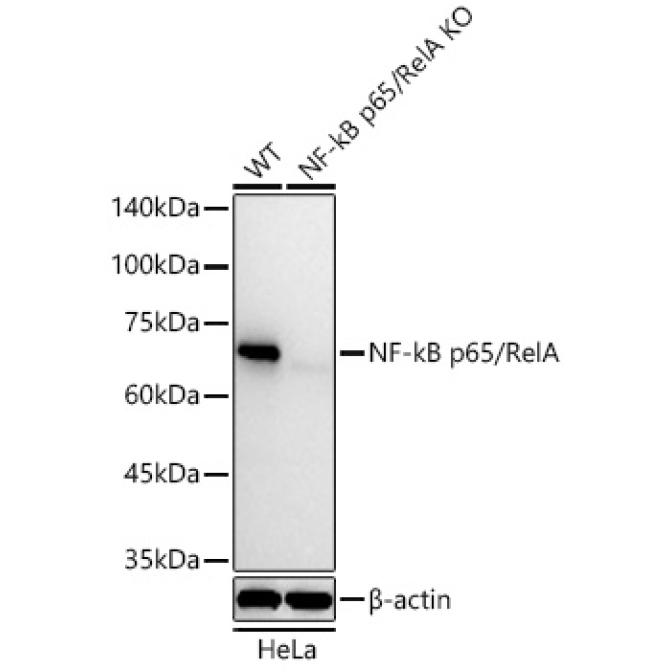 NF-kB p65/RelA Rabbit Monoclonal Antibody [KO Validated]