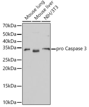 Caspase-3 Rabbit Monoclonal Antibody