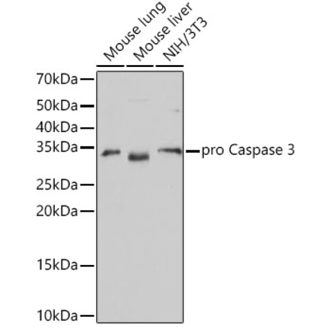 Caspase-3 Rabbit Monoclonal Antibody