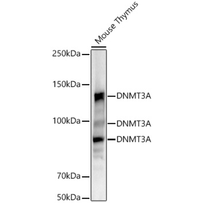 DNMT3A Rabbit Monoclonal Antibody [KO Validated]