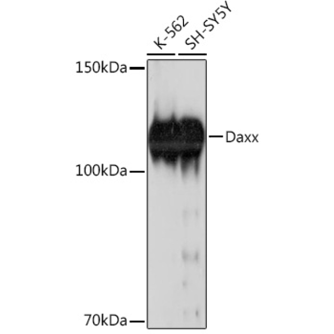 Daxx Rabbit Monoclonal Antibody