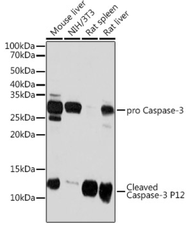 Caspase-3 p12 Rabbit Monoclonal Antibody