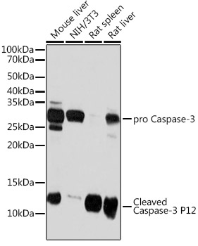 Caspase-3 p12 Rabbit Monoclonal Antibody