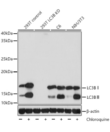 LC3B Rabbit Monoclonal Antibody [KD Validated]