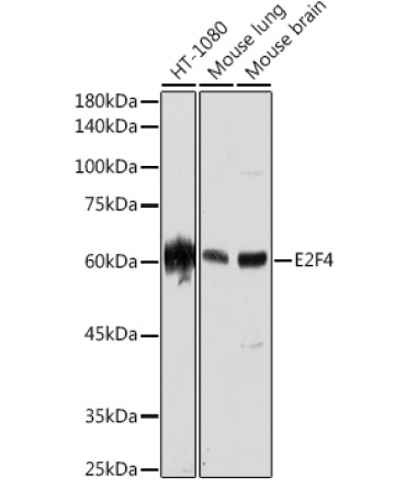 E2F4 Rabbit Monoclonal Antibody