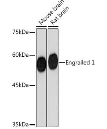 Engrailed 1 Rabbit Monoclonal Antibody