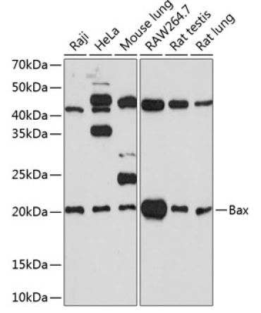 Bax Rabbit Monoclonal Antibody