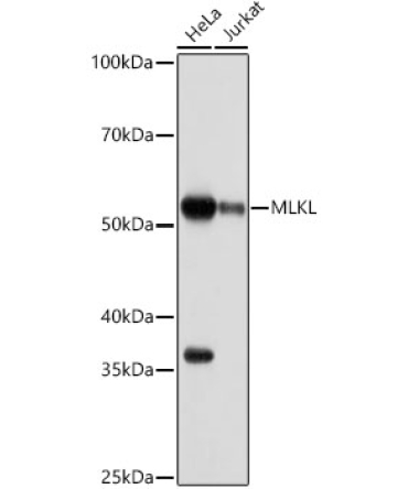 MLKL Rabbit Monoclonal Antibody