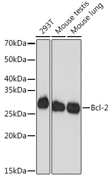 Bcl-2 Rabbit Monoclonal Antibody