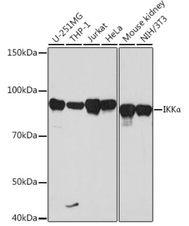 IKKAlpha Rabbit Monoclonal Antibody