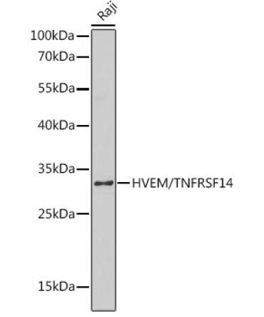 HVEM/TNFRSF14 Rabbit Polyclonal Antibody