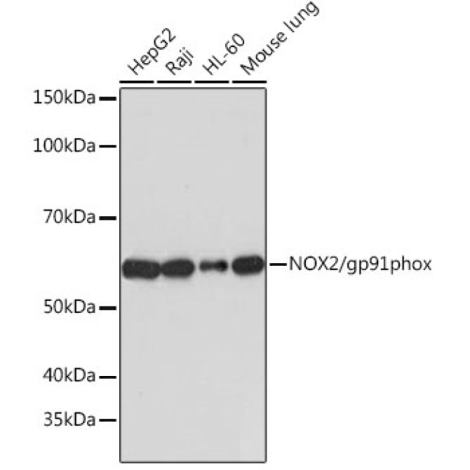 NOX2/gp91phox Rabbit Monoclonal Antibody