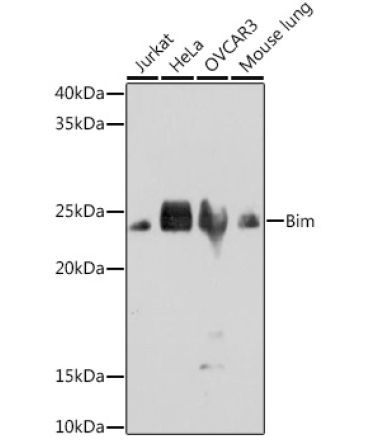 Bim Rabbit Monoclonal Antibody