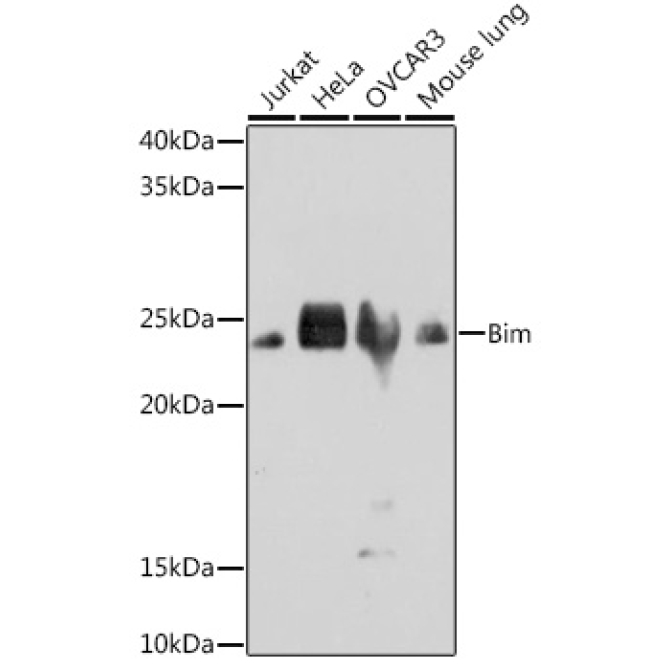 Bim Rabbit Monoclonal Antibody