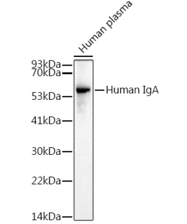 Human IgA Rabbit Monoclonal Antibody
