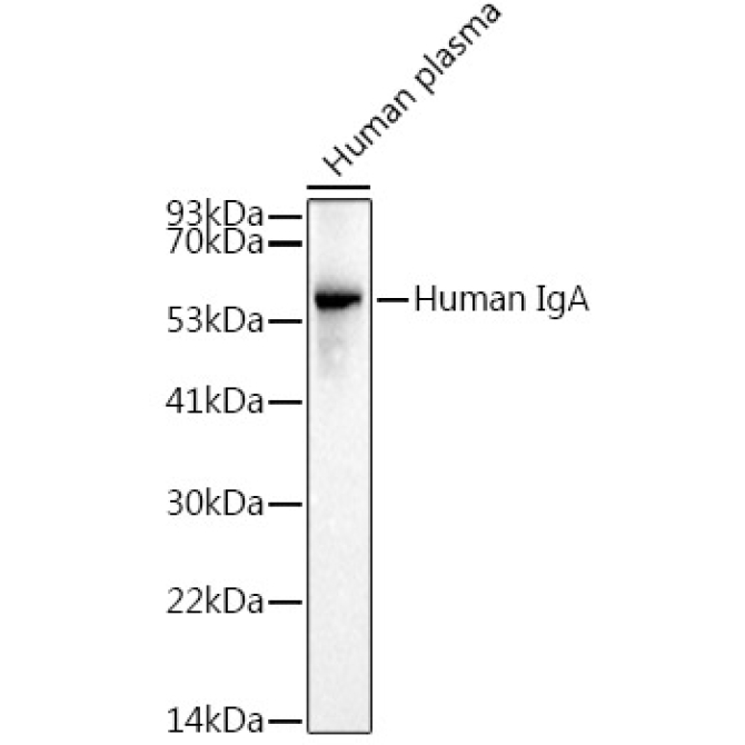 Human IgA Rabbit Monoclonal Antibody