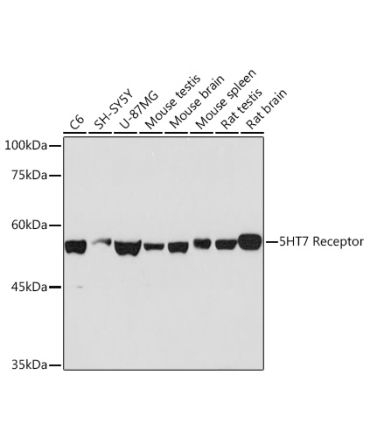 5HT7 Receptor Rabbit Monoclonal Antibody