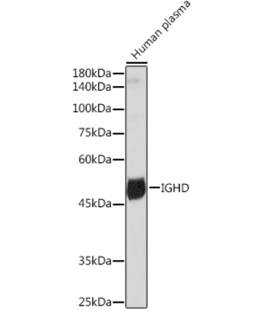 IGHD Rabbit Monoclonal Antibody