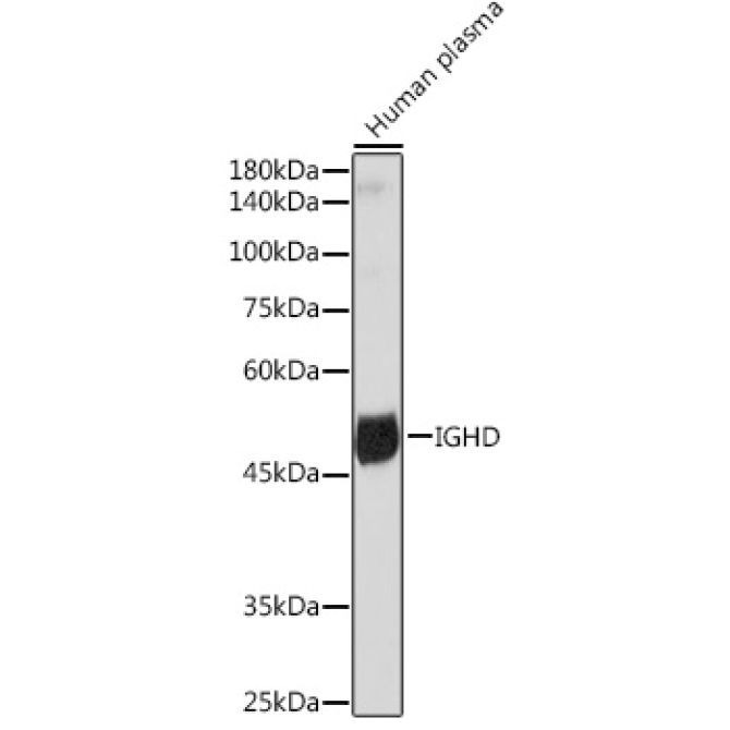 IGHD Rabbit Monoclonal Antibody