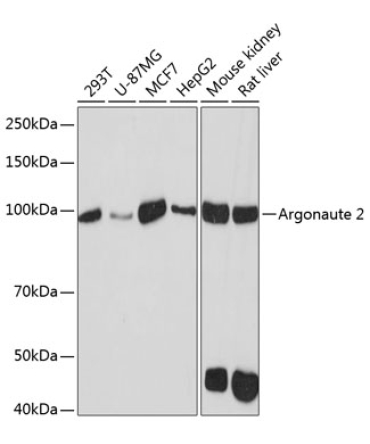 Argonaute-2 Rabbit Monoclonal Antibody