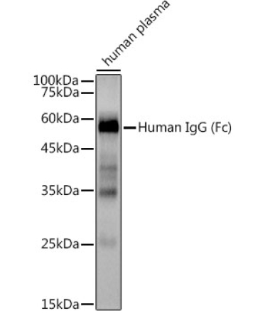 Human IgG Rabbit Monoclonal Antibody