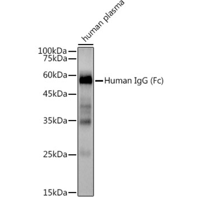 Human IgG Rabbit Monoclonal Antibody