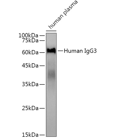 Human IgG3 Rabbit Monoclonal Antibody