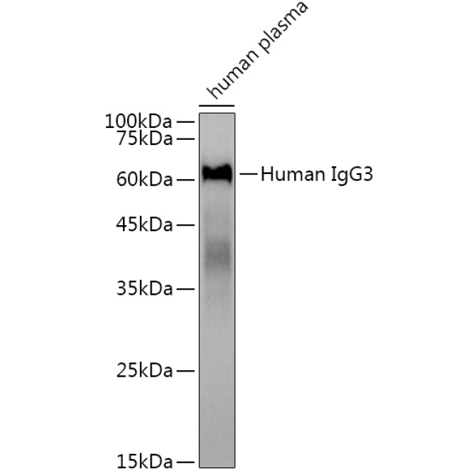 Human IgG3 Rabbit Monoclonal Antibody