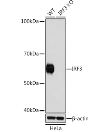 IRF3 Rabbit Monoclonal Antibody [KO Validated]