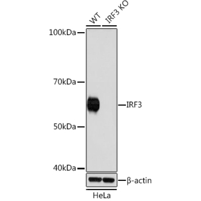 IRF3 Rabbit Monoclonal Antibody [KO Validated]