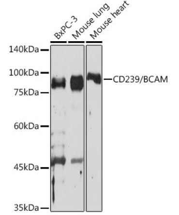 CD239/BCAM Rabbit Monoclonal Antibody