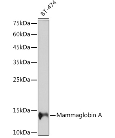 Mammaglobin A Rabbit Monoclonal Antibody