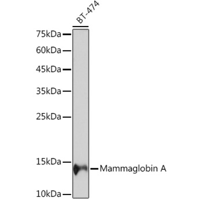 Mammaglobin A Rabbit Monoclonal Antibody
