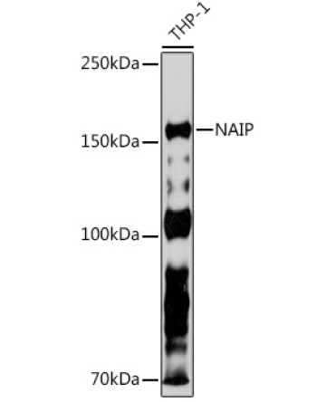 NAIP Rabbit Monoclonal Antibody