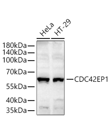 CDC42EP1 Rabbit Monoclonal Antibody