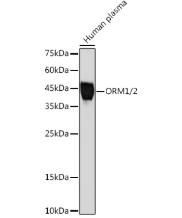 ORM1/2 Rabbit Monoclonal Antibody