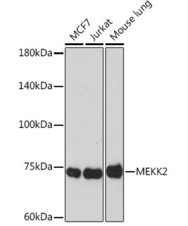 MEKK2 Rabbit Monoclonal Antibody